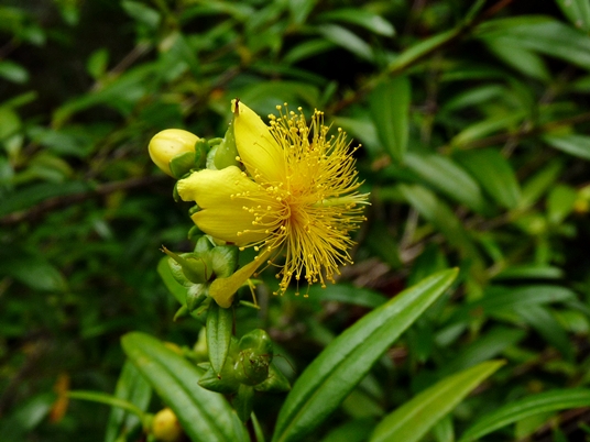 {Hypericum densiflorum}